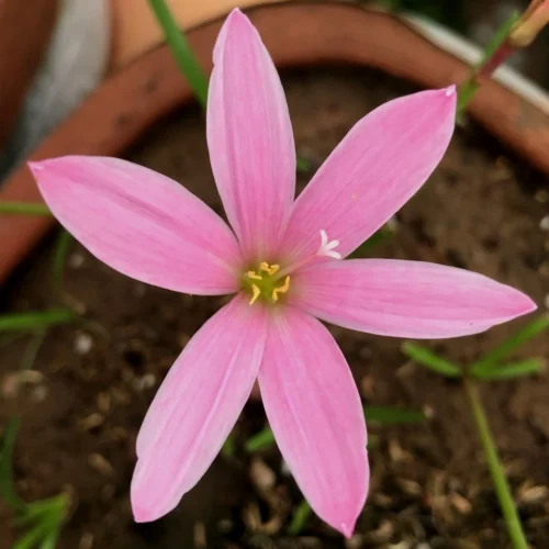 Rain Lily 'Pim Chompoo' (Bulbs)