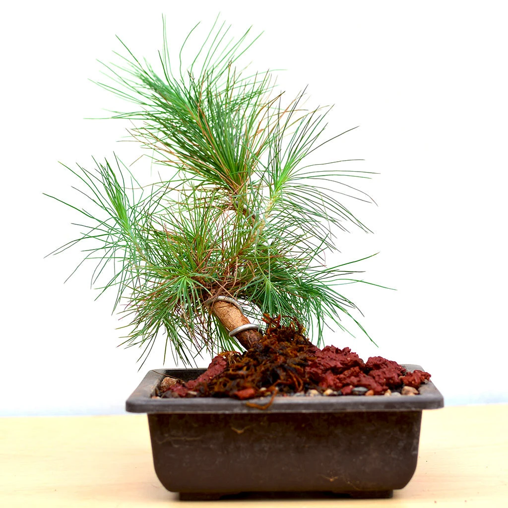 Bonsai Pine Plant 1 Bonsai Pine Plant