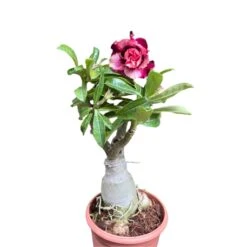 Pink Blush Adenium Plant -Plant Life Decor Shop Pink Blush Adenium 1