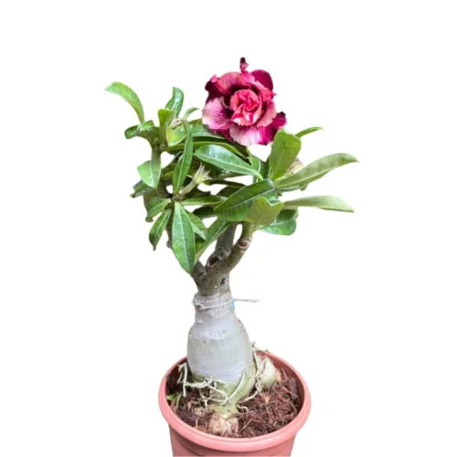 Pink Blush Adenium Plant -Plant Life Decor Shop Pink Blush Adenium 1