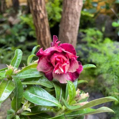 Pink Blush Adenium Plant -Plant Life Decor Shop Pink Blush Adenium 2