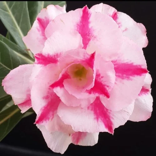Pink Blush Adenium Plant