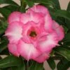 Pink Delight Adenium Plant