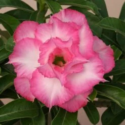 Pink Delight Adenium Plant