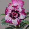 Pink Galaxy Adenium Plant