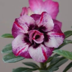 Pink Galaxy Adenium Plant