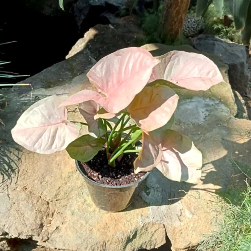 Syngonium Pink Allusion Plant 7 Syngonium Pink Allusion Plant -Plant Life Decor Shop Pink Syngonium 1