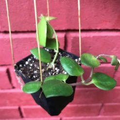 Aeschynanthus Thai Pink Plant -Plant Life Decor Shop Pinklipstick 1