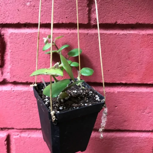 Aeschynanthus Thai Pink Plant -Plant Life Decor Shop Pinklipstick