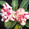 Pinstripe Candy Adenium Plant