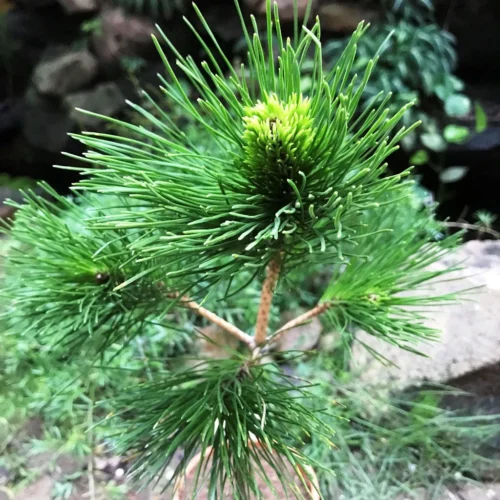 Japanese Black Pine Plant