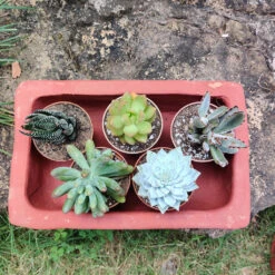 Set Of 3 Plain Rectangle Terracotta Pot -Plant Life Decor Shop Plain terracotta rec 5