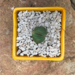 Pleiospilos Nelii Schwantes Split Rock Succulent Plant 7 Pleiospilos Nelii Schwantes Split Rock Succulent Plant -Plant Life Decor Shop Pleios Nelii 1
