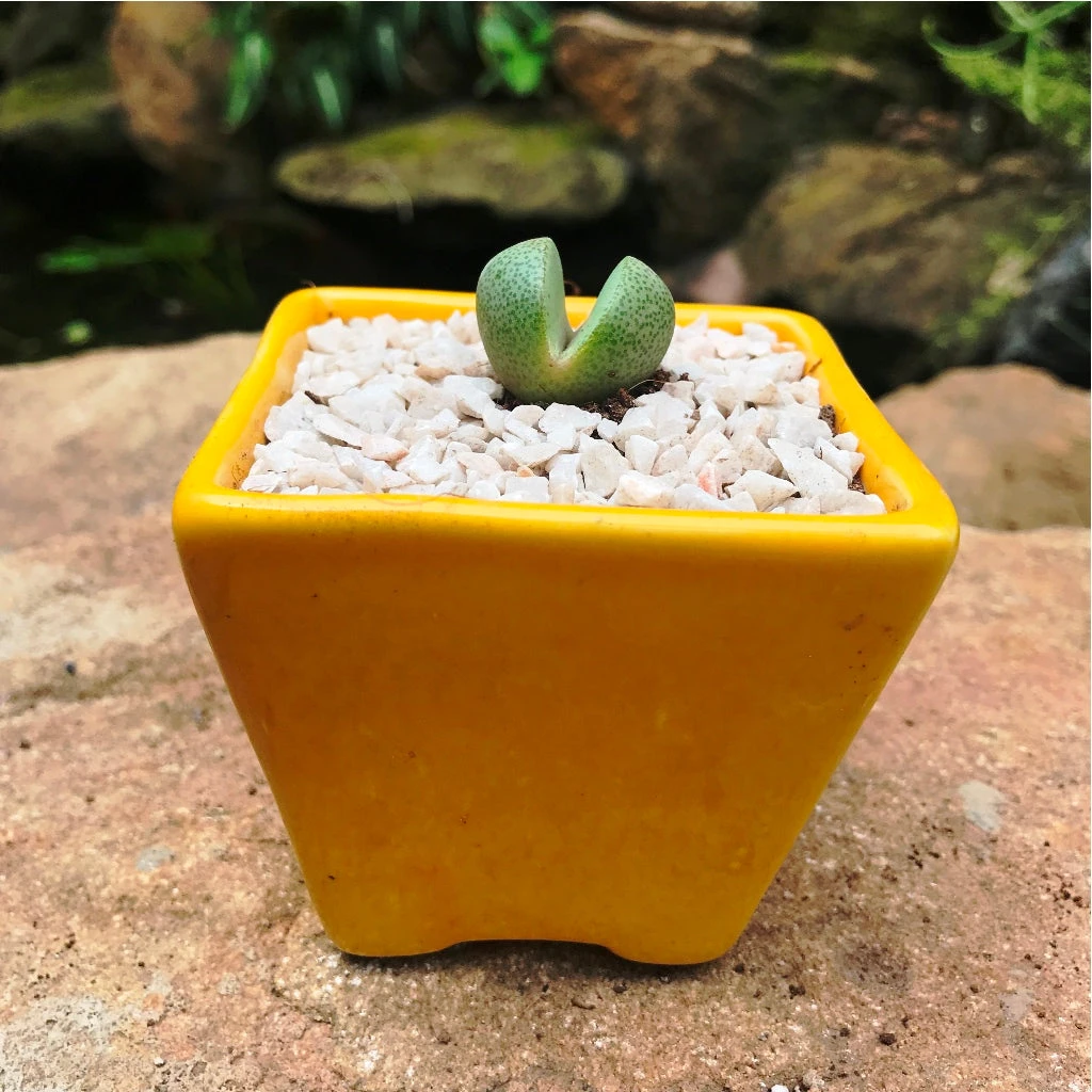 Pleiospilos Nelii Schwantes Split Rock Succulent Plant 2 Pleiospilos Nelii Schwantes Split Rock Succulent Plant - Image 2