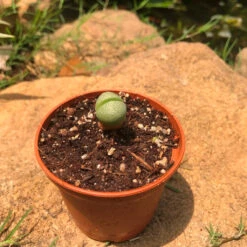 Pleiospilos Nelii Schwantes Split Rock Succulent Plant 8 Pleiospilos Nelii Schwantes Split Rock Succulent Plant -Plant Life Decor Shop Pleios Nelii 3