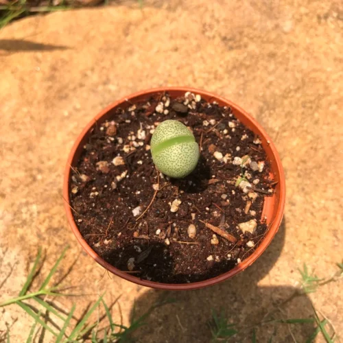 Pleiospilos Nelii Schwantes Split Rock Succulent Plant 9 Pleiospilos Nelii Schwantes Split Rock Succulent Plant -Plant Life Decor Shop Pleios Nelii 4