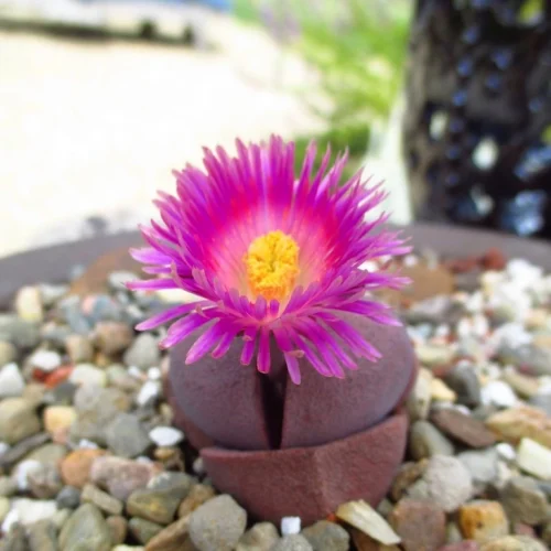 Pleiospilos Nelii Royal Flush Split Rock Succulent Plant