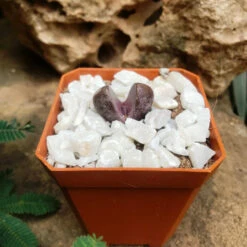 Pleiospilos Nelii Royal Flush Split Rock Succulent Plant -Plant Life Decor Shop Pleiospilosnelii RoyalFlush 2