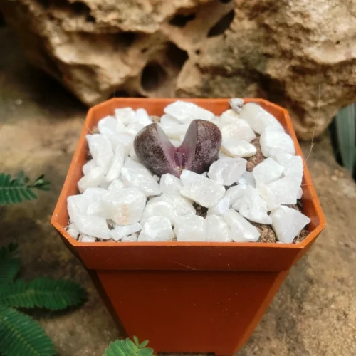 Pleiospilos Nelii Royal Flush Split Rock Succulent Plant 5 Pleiospilos Nelii Royal Flush Split Rock Succulent Plant -Plant Life Decor Shop Pleiospilosnelii RoyalFlush 2