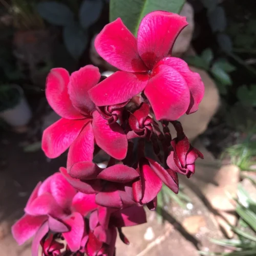 Plumeria Black Tiger Champa Plant -Plant Life Decor Shop PlumeriaBlackTiger 3