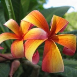 Plumeria Rubra Firestorm Champa Plant