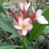 Plumeria Queen Napranum Champa Plant