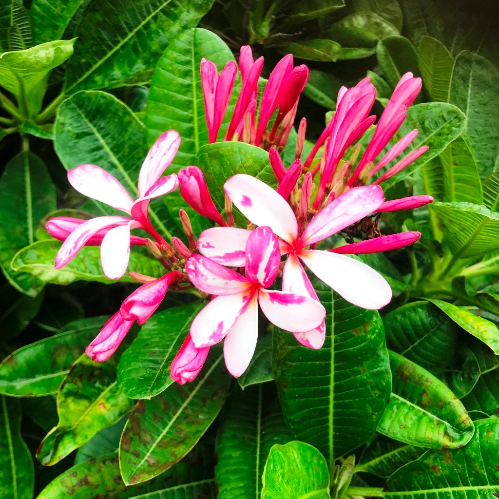 Plumeria Splash Singapore Champa Plant 1 Plumeria Splash Singapore Champa Plant