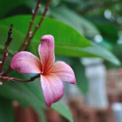 Plumeria Obtusa Pink Champa Plant