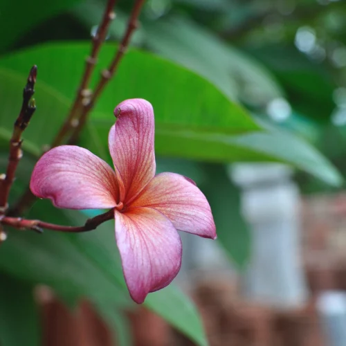 Plumeria Obtusa Pink Champa Plant
