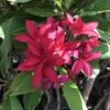 Plumeria Rubra Scarlet Knight Champa Plant