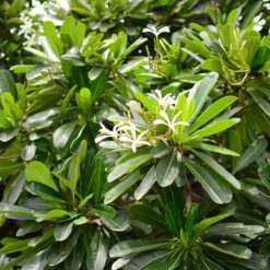 Plumeria Filifolia Champa Plant -Plant Life Decor Shop Plumeria filifolia Cuban Frangipani