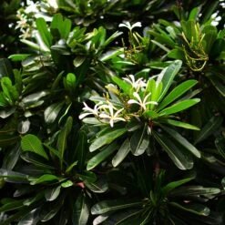 Plumeria Filifolia Champa Plant -Plant Life Decor Shop Plumeria filifolia1