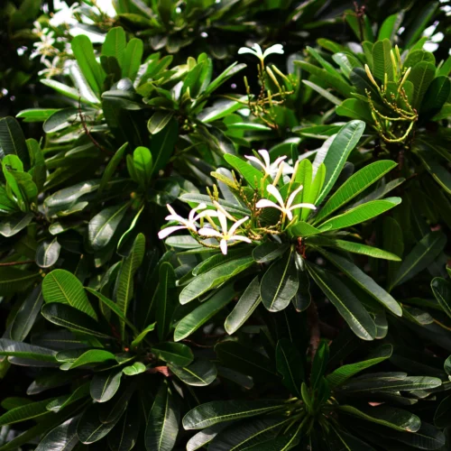 Plumeria Filifolia Champa Plant -Plant Life Decor Shop Plumeria filifolia1