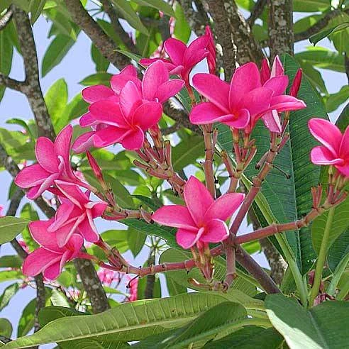 Plumeria Rubra Pink Parfait Champa Plant 1 Plumeria Rubra Pink Parfait Champa Plant