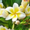 Plumeria Rubra Acutifolia Champa Plant