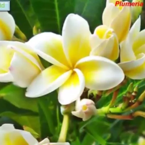 Plumeria Rubra Acutifolia Champa Plant