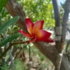Plumeria Rubra Pretty Princess Plant