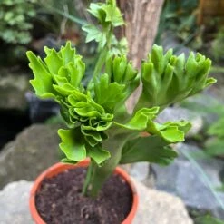 Polypodium Polycarpon Fern Plant