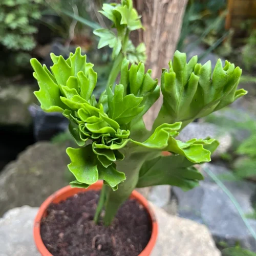 Polypodium Polycarpon Fern Plant