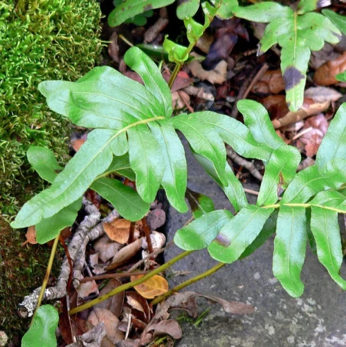 Polypodium Scouleri Fern Plant