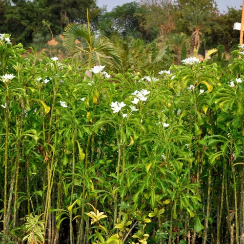 Plumeria Pudica White Champa Plant -Plant Life Decor Shop Portica champa withenv