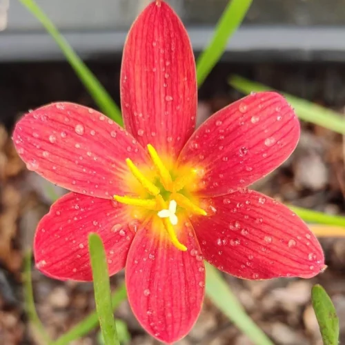 Rain Lily 'Pride Of Singapore' (Bulbs)