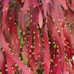 Pseudorhipsalis Ramulosa (Red Rhipsalis) Succulent Plant