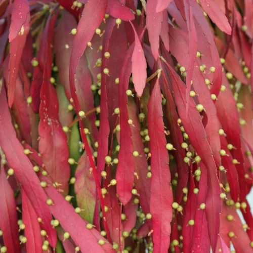 Pseudorhipsalis Ramulosa (Red Rhipsalis) Succulent Plant