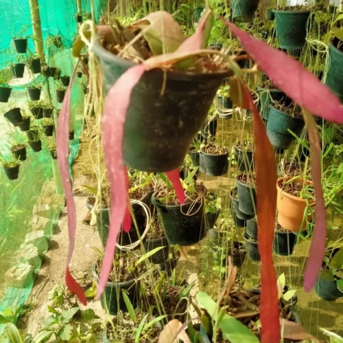 Pseudorhipsalis Ramulosa (Red Rhipsalis) Succulent Plant -Plant Life Decor Shop PseudorhipsalisRamulosa RedRhipsalis