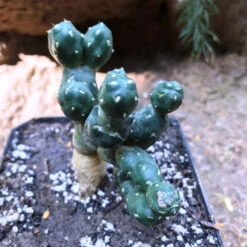 Puna Sp. Nova Cactus Plant