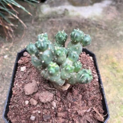 Puna Incahuasi Maihueniopsis Subterranea Cactus Plant 12 Puna Incahuasi Maihueniopsis Subterranea Cactus Plant -Plant Life Decor Shop Punaincahuasi 1