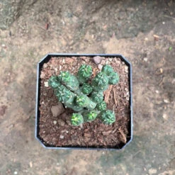 Puna Incahuasi Maihueniopsis Subterranea Cactus Plant 13 Puna Incahuasi Maihueniopsis Subterranea Cactus Plant -Plant Life Decor Shop Punaincahuasi