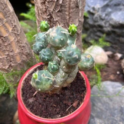 Puna Incahuasi Maihueniopsis Subterranea Cactus Plant 15 Puna Incahuasi Maihueniopsis Subterranea Cactus Plant -Plant Life Decor Shop PunaincahuasiMaihueniopsissubterranea 1