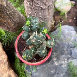 Puna Incahuasi Maihueniopsis Subterranea Cactus Plant 14 Puna Incahuasi Maihueniopsis Subterranea Cactus Plant -Plant Life Decor Shop PunaincahuasiMaihueniopsissubterranea 2